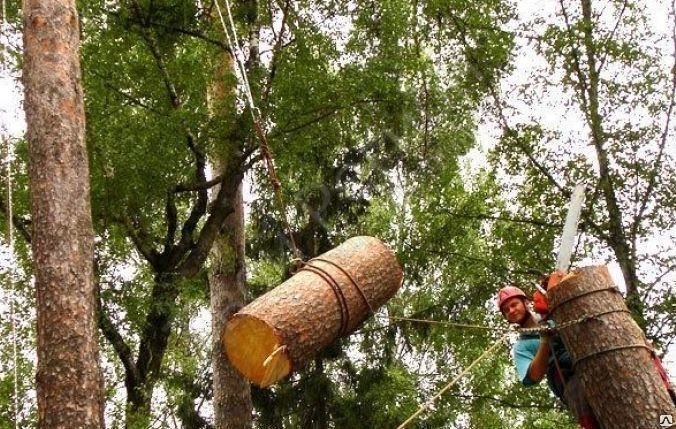 Спиливание (снос) дерева по области с применением высотных работ