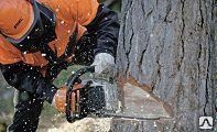 Спиливание (снос) дерева на участке дачном с применением высотных работ