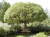 Ива ломкая Булата шаровидная (Salix fragilis Bullata) 120-140см см контейнер 7.5-10л #1