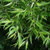 Ива ломкая Булата шаровидная (Salix fragilis Bullata) 120-140см см контейнер 7.5-10л #2
