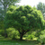 Ива ломкая Булата шаровидная (Salix fragilis Bullata) 120-140см см контейнер 7.5-10л #3
