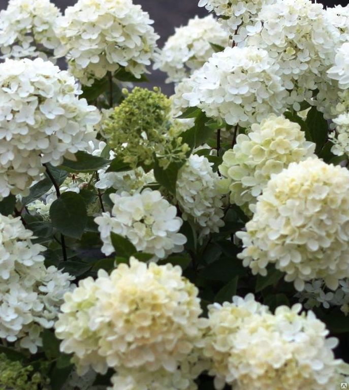 Гортензия метельчатая Бомбшелл. (Hydrangea paniculata Bombshell) С7,5; 5-летка