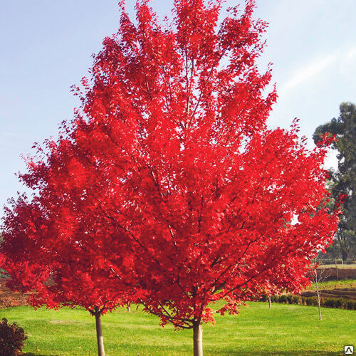 Дуб красный (Quercus rubra), выс 300-350 см С25/ком