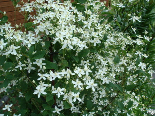 Клематис мелкоцветковый белый сорта фото и описание