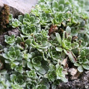 Камнеломка метельчатая (Saxifraga paniculata) #1