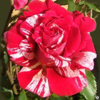 Розы, цена в Пскове от компании Вилла-Планта (питомник растений)
