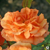 Роза пионовидная Мэджик Рококо \ Rosa park Magic Rokoko С2 (Tantau) Роза парковая купить в СПб
