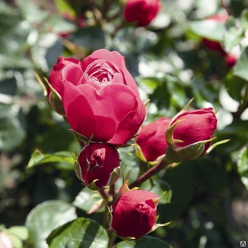 Роза пионовидная Мэджик Рококо \ Rosa park Magic Rokoko С2 (Tantau) Роза парковая купить в СПб