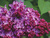 Сирень обыкновенная Индия (Syringa vulgaris India) 5 л 40-60 см #2