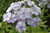 Флокс метельчатый (Phlox paniculata) Новинка, С1-С2 #2