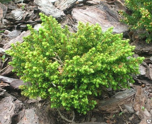 Ель обыкновенная Литтл Джем (Picea abies Little Gem) 20л D60см