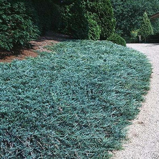 Можжевельник горизонт. Вилтони (Juniperus horyzontalis Wiltonii) С4, 30-40с 