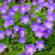 Герань гибридная Розанна (Geranium hybride Rozanne) 2л контейнер #1