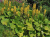 Бузульник Вича (Ligularia veitchiana), контейнер 5 л #1