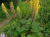 Бузульник Вича (Ligularia veitchiana), контейнер 5 л #2