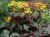 Бузульник Брит Мери (Ligularia dentata Britt-Marie), контейнер 5 л контейнер #1