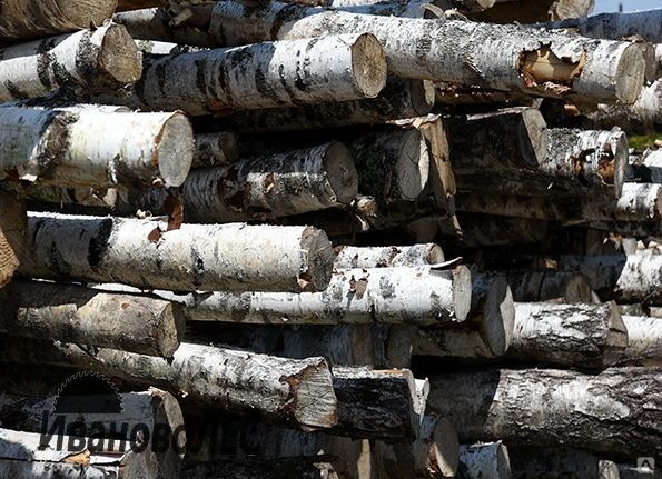 Береза хлыстами на дрова. Дрова хлыстами. Береза хлыстами на дрова. Хлысты березовые. Хлысты березовые 02.