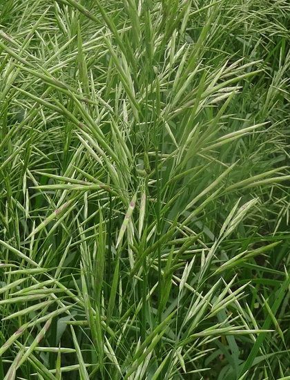 Газонная трава Кострец безостый семена мешок 10 кг