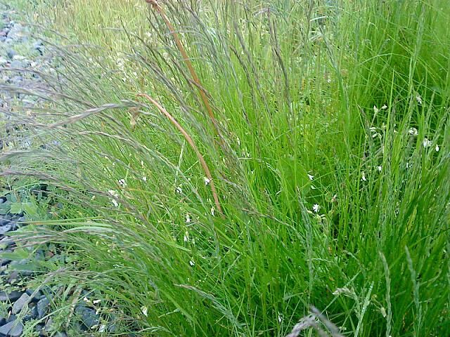 Овсяница красная как выглядит. Мятлик Луговой Балин. Festuca rubra l. – овсяница красная. Овсяница Луговая (Festuca rubra. Мятлик овсяница райграс.