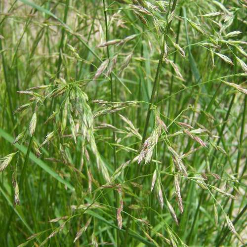 Газонная трава Овсяница луговая семена мешок 1 кг 3