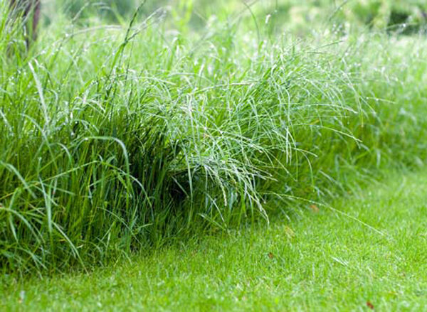 Газонная трава Полевица побегоносная семена мешок 5 кг