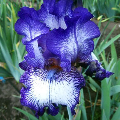 Ирис бородатый Арт Деко (Iris barbata Art Deco), контейнер 3л