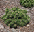 Сосна горная Шервуд Компакт (Pinus mugo Sherwood Compact) 3-5л 15-20см #2