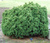 Сосна горная Шервуд Компакт (Pinus mugo Sherwood Compact) 3-5л 15-20см #3