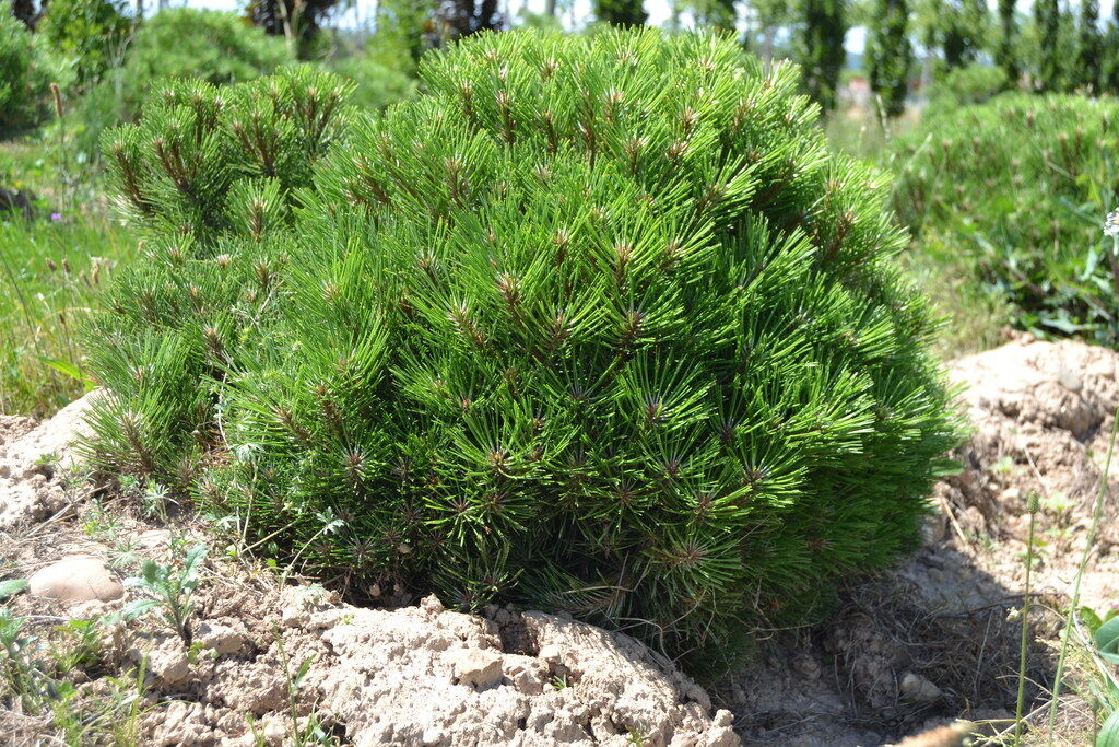 Сосна черная Мари Брегон (Pinus nigra Marie Bregeon​) 15л D 40 см