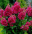 Гортензия метельчатая Уимс Ред (Hydrangea paniculata Wim's Red) 5л контейнер #1