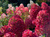 Гортензия метельчатая Уимс Ред (Hydrangea paniculata Wim's Red) 5л контейнер #2