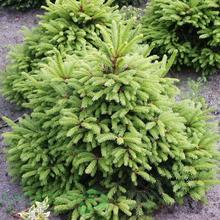 Ель обыкновенная Олендорфи (Picea abies Ohlendorffii) 5л 30-40 см