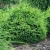 Ель обыкновенная Олендорфи (Picea abies Ohlendorffii) 5л 30-40 см #3