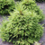 Ель обыкновенная Пигмеа (Picea abies Pygmaea) 5л 15-20см #2