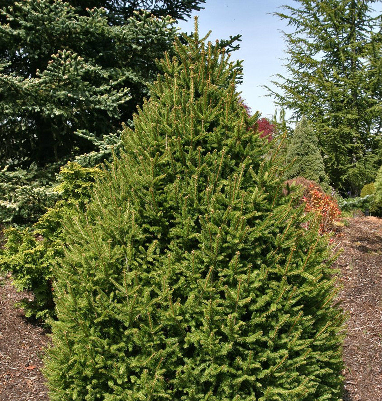Ель обыкновенная Пигмеа (Picea abies Pygmaea) 5л 15-20см