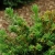 Ель обыкновенная Пигмеа (Picea abies Pygmaea) 5л 15-20см #3