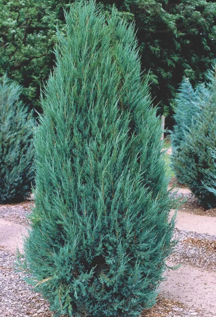 Можжевельник скальный Блю Арроу (Juniperus scopulorum Blue Arrow) 5-7л 70-90см