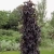 Бузина черная Блэк Тауэр (Sambucus nigra Black Tower)10л 80-100 см #3