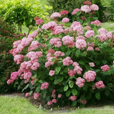 Гортензия древовидная Пинк Аннабель (Hydrangea arborescens Pink Annabelle) 7,5 л контейнер