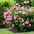 Гортензия древовидная Пинк Аннабель (Hydrangea arborescens Pink Annabelle) 7,5 л контейнер #1