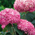 Гортензия древовидная Пинк Аннабель (Hydrangea arborescens Pink Annabelle) 7,5 л контейнер #3