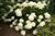 Гортензия древовидная Стронг Анабель (Hydrangea arborescens Strong Annabelle) 5л #1