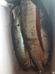 Нерка-спинка б/г холодного копчения, рыбка 800-1200 гр, в коробке 3 кг