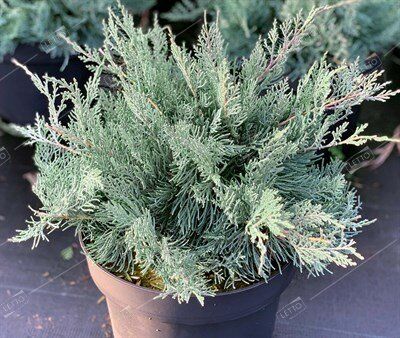 Можжевельник виргинский Грей Оул штамб 60см Juniperus virginiana Grey Owl 15л (И)