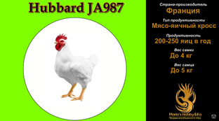 Инкубационное яйцо бройлер цветной мясо-яичный кросс Hubbard JA987K Premium 