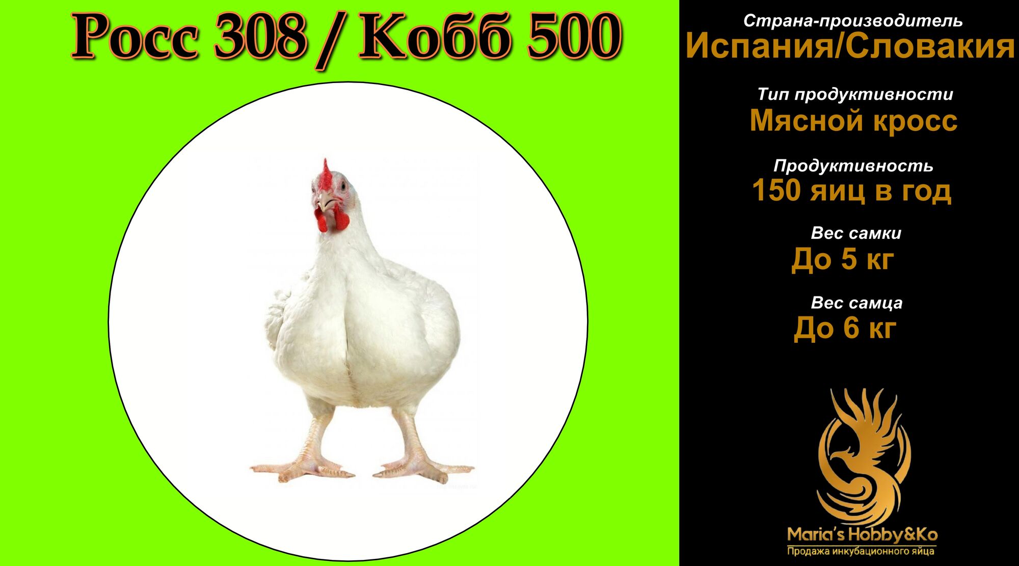 Бройлер РОСС-308/КОББ-500 (Европа)